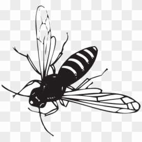 Transparent Wasp Clipart - Black And White Striped Fly Like Insect, HD Png Download - insect wings png