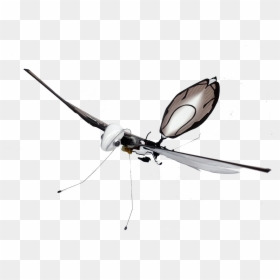 Dragonfly, HD Png Download - insect wings png