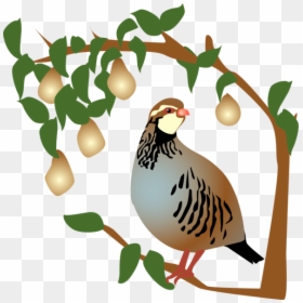 On The First Day Of Christmas, My True Love Gave To - 12 Days Of Christmas Partridge In A Pear Tree, HD Png Download - pear tree png