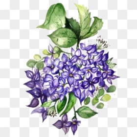 Periwinkle, HD Png Download - 100% natural png