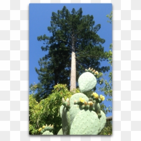 Redwood And Nopal - Larch, HD Png Download - raining coins png