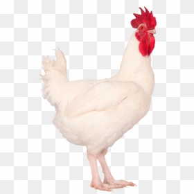 Web Widget Right New M99 Png - Rooster, Transparent Png - white chicken png