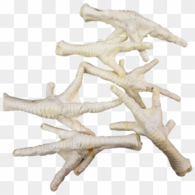 Driftwood, HD Png Download - white chicken png