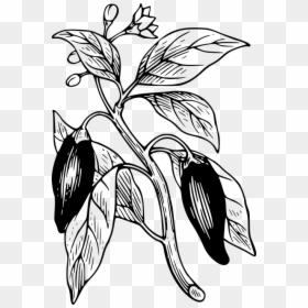 Chili Pepper Plant Drawing, HD Png Download - pepper plant png