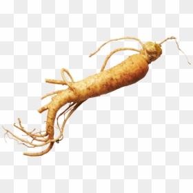 Ginseng - Carrot, HD Png Download - ginseng png