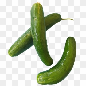 1531938448641 - Cucumber, HD Png Download - pepper plant png
