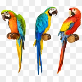 Parrot On Pirates Shoulder, HD Png Download - tostada de ceviche png