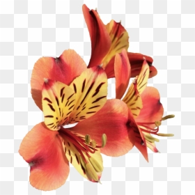 Peruvian Lily, HD Png Download - tiger lily png