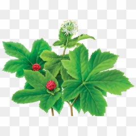 Goldenseal - Herbal Plants For Skin Allergy, HD Png Download - sea plants png