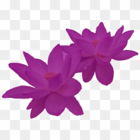 Water Lily, HD Png Download - lotus leaf png