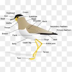 Anatomy Of A Bird, HD Png Download - bird drawing png