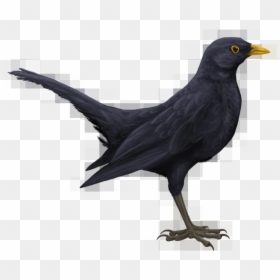 Blackbird Png Hd - Drawn Black Bird, Transparent Png - bird drawing png