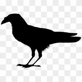 Corvus Edithae Drawing - Clip Art Bird Black, HD Png Download - bird drawing png