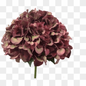 Hydrangea Ruby Red Classic - Bouquet, HD Png Download - flower petals falling png