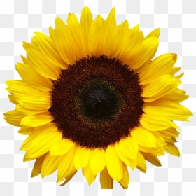 Sunflowers Png Image - Transparent Background Sunflower Png, Png Download - flower petals falling png