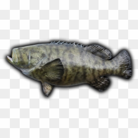 Transparent Grouper Clipart - Goliath Grouper Png, Png Download - grouper png