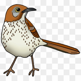 Images Of Georgia State Bird United States Clip Art - Brown Thrasher Clipart, HD Png Download - fascist eagle png