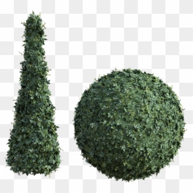 Christmas Tree, HD Png Download - evergreen shrub png