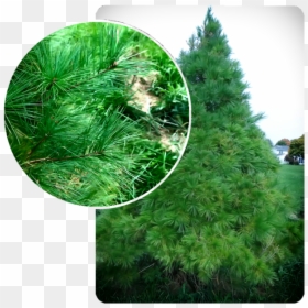 Christmas Tree, HD Png Download - evergreen shrub png