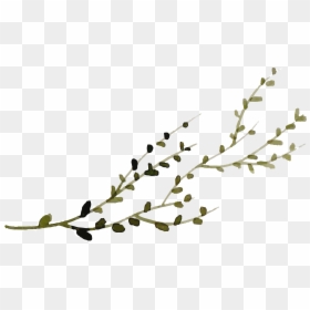 Twig, HD Png Download - watercolor plant png