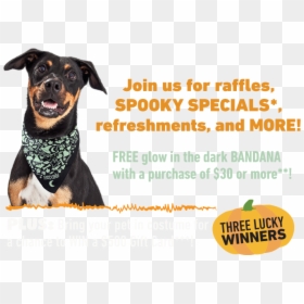 Join For Raffles, Spooky Specials*, Refreshments, And - Companion Dog, HD Png Download - spooktacular png