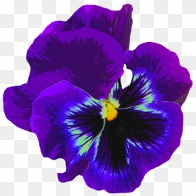 Pansy, Blue, Spring, Blossom, Bloom, Flower, Violaceae - Violet Flower No Background, HD Png Download - pansies png