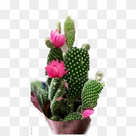 Prickly Pear Flower Transparent Background, HD Png Download - cactus.png