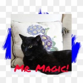 Cat Adoption - Black Cat, HD Png Download - black cat ears png