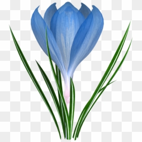 Фотки Flower Clipart, Easter, Leaves, Bud, Printables, - Пролісок Картинка Для Дітей, HD Png Download - flower bud png