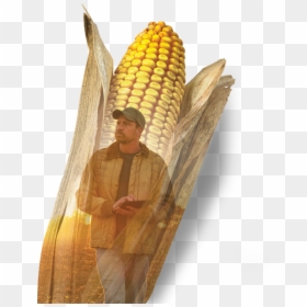 Dyna-gro - Corn On The Cob, HD Png Download - corn kernel png