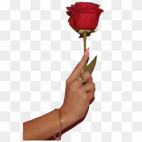 #hand #hands #flower #rose #rings #jewelry #png #pngs - Garden Roses, Transparent Png - flower cross png