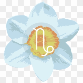 Cattleya, HD Png Download - narcissus png