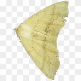 #mothwings - Moth, HD Png Download - moth wings png