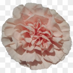 Novia 14ea20a22 F2c6 2fff C017 9e39f7dd0e99 - Carnation, HD Png Download - carnations png