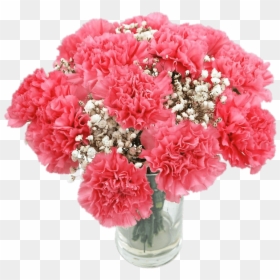 Pink Carnations, HD Png Download - carnations png