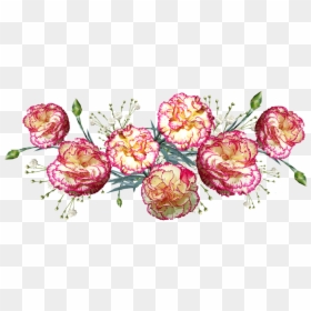 Carnation Striped Png, Transparent Png - carnations png