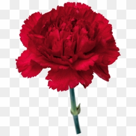 Carnation Flowers Png Free Images - Red Carnation No Background, Transparent Png - carnations png
