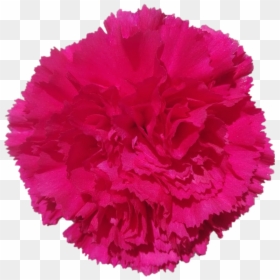Bizet 15e12873b 83a8 83e7 07dc 8770084365f1 - Carnation, HD Png Download - carnations png
