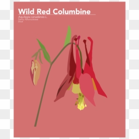 Plants-01, HD Png Download - columbine png