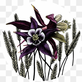 Lily Family, HD Png Download - columbine png