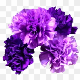 #flowers #carnation #carnations #freetoedit - Moondust Carnation, HD Png Download - carnations png