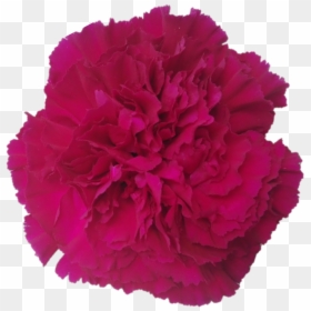 Goleme96d6976 55b7 E2ca 5e8e F08ad9be8755 - Carnation, HD Png Download - carnations png