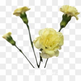Carnation, HD Png Download - carnations png