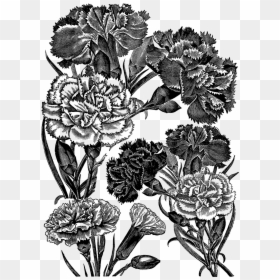 Floral Design, HD Png Download - carnations png