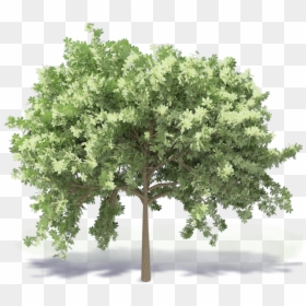 Chestnut Tree - Fig Tree Revit, HD Png Download - chestnut png