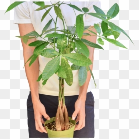 Money Tree "guiana Chestnut - Houseplant, HD Png Download - chestnut png