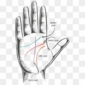 Be Your Own Palm Reader - Drawing, HD Png Download - life line png