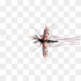 Mosquito Png Image Background - Mosquito Wings, Transparent Png - cross graphic png