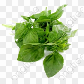 Transparent Herbs Clipart - Basil Leaves Png, Png Download - spinach leaf png