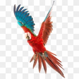 Vector Free Download Bird Budgerigar Cockatiel Cage - Flying Parrot Png, Transparent Png - cockatiel png